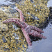 Purple Sea Star