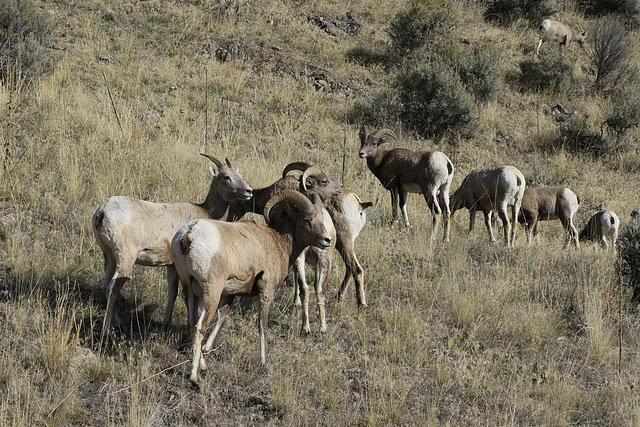 Bighorn Sheep