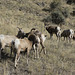 Bighorn Sheep