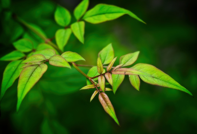 Jasmine Leaves