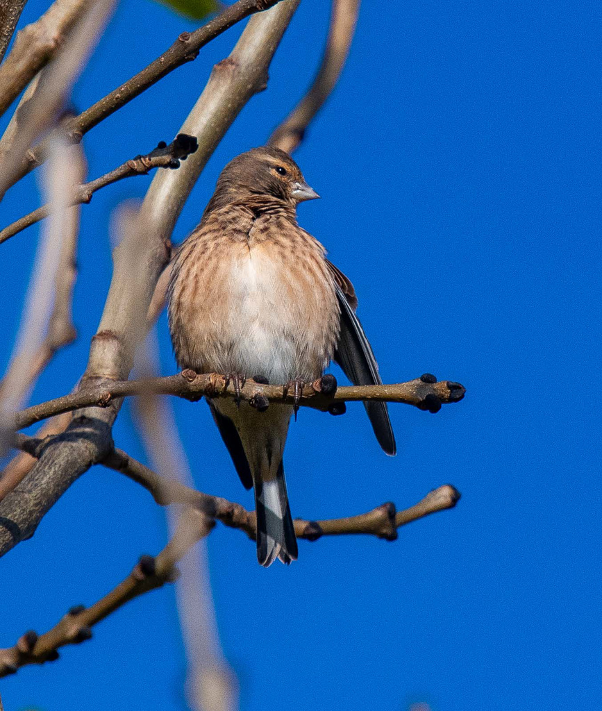 Linnet