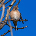 Linnet