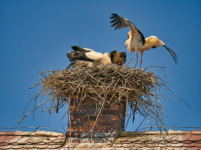 Jeder Storch baut anders ( 4 PiP )