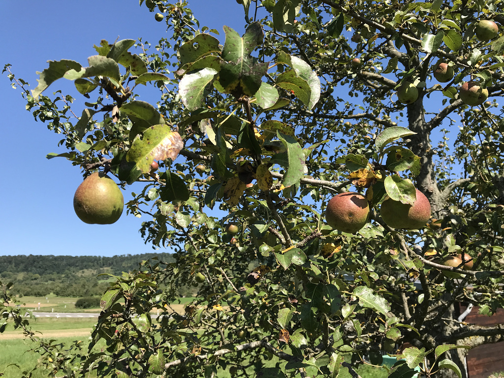 Metzer Bratbirne