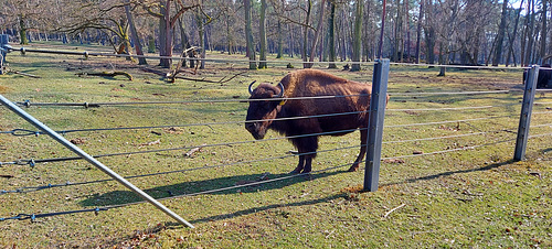 Karlstern animal park