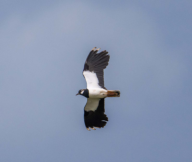 ipernity: Lapwing - by Maeluk