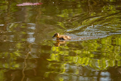 Mallard chick
