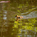 Mallard chick