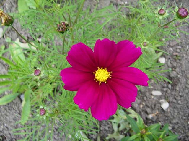 Cosmos...