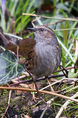 20150305 7139VRTw [D~RI] Heckenbraunelle (Prunella modularis), Rinteln