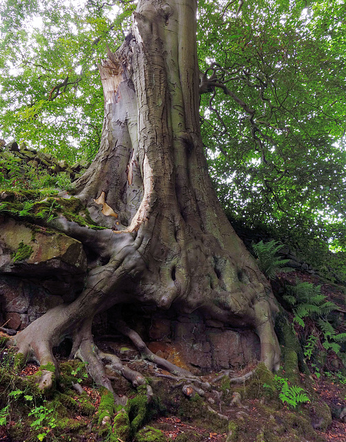 Ancient tree.