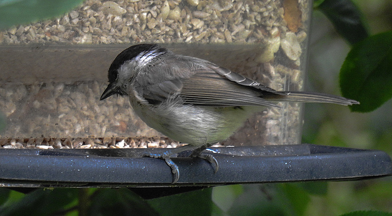 20170704 2295CPw [D~LIP] Weidenmeise (Poecile montanus), Bad Salzuflen