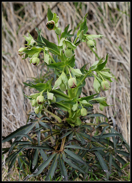 helleborus foetidus