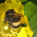 Bee IMG_1441