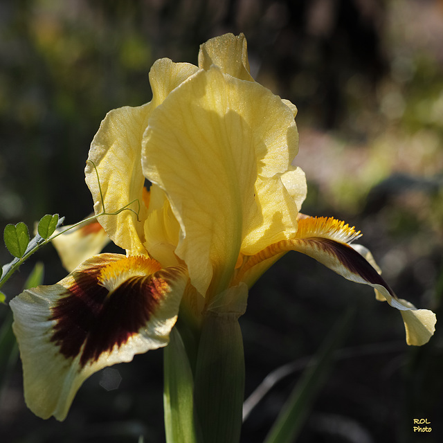 la beauté du matin, dans mon jardin..!