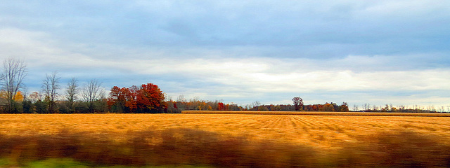 Autumn fields