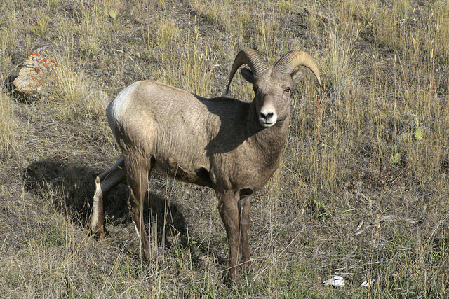 Bighorn Sheep