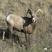 Bighorn Sheep