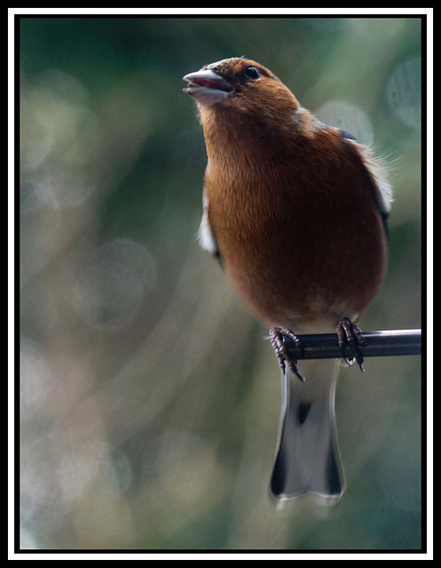 Eastham hide (2)