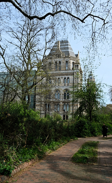 NHM from the wildlife garden