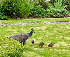 - and then there were three...I suspect a fox may have eaten one overnight.