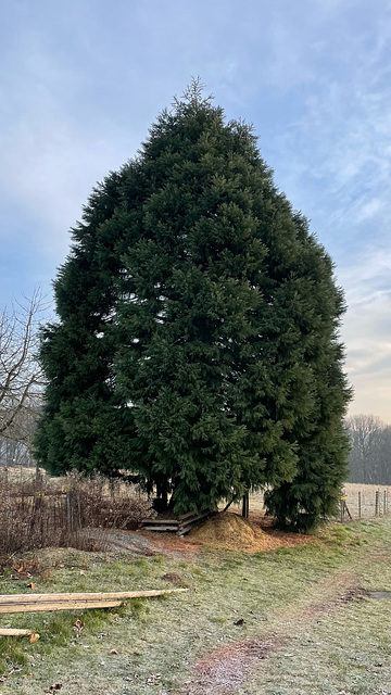 Sequoiadendron giganteum