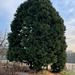 Sequoiadendron giganteum