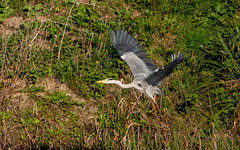 Grey heron