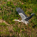 Grey heron