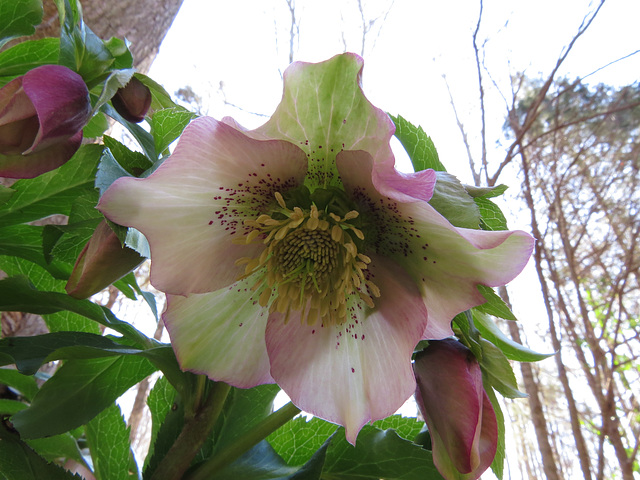 Helleborus flower