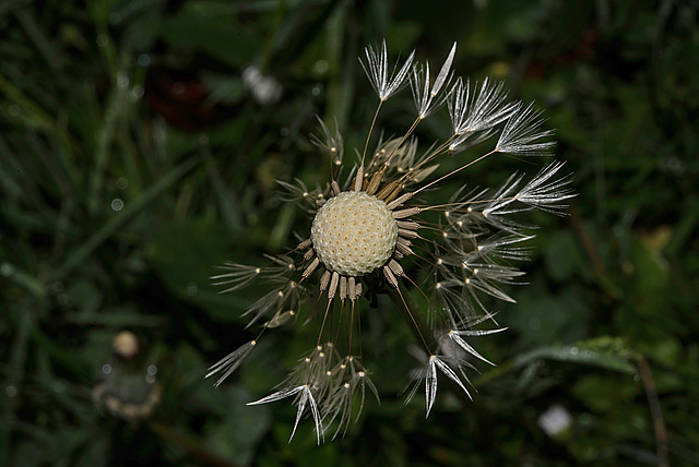 BESANCON: Une fleur de Pissenlit (ou Dent-de-lion) (Pappus).10