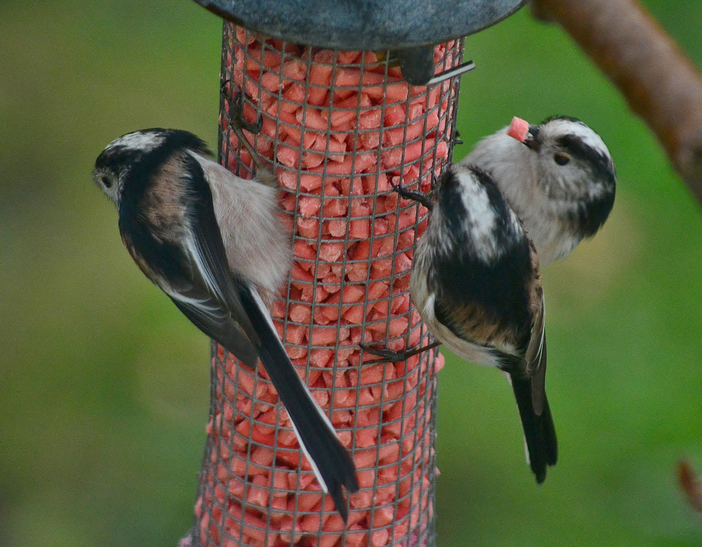 At the suet feeder