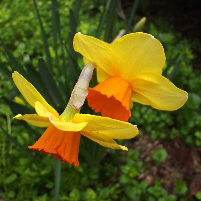 jonquilles