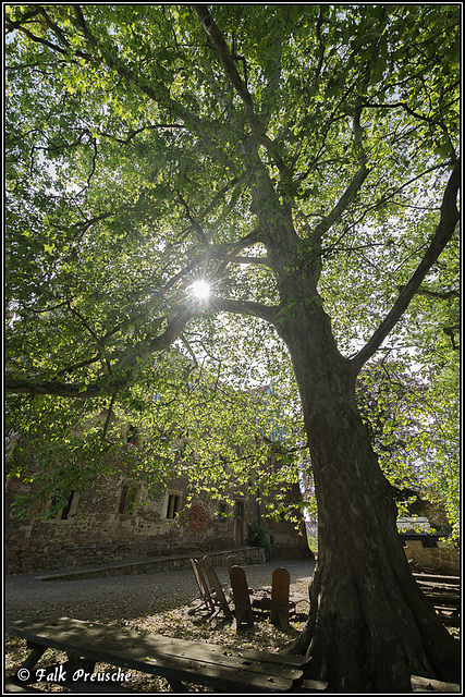 Der große Baum