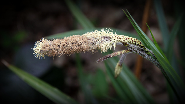 Carex pendula ?