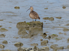 Whimbrel on San Francisco Bay (1) - 21 April 2016