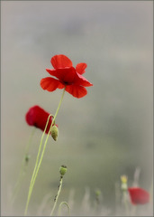 Coquelicot