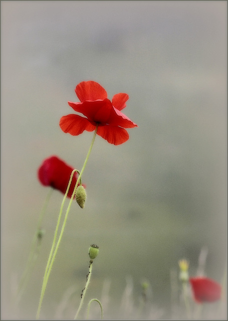 Coquelicot