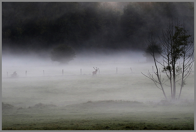 une silhouette dans la brume !!