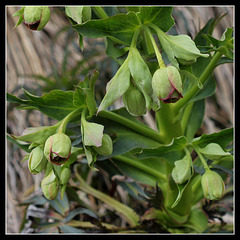 Helleborus foetidus- L'Hellébore fétide