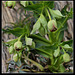 Helleborus foetidus- L'Hellébore fétide