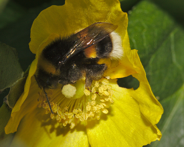 Bumblebee IMG_1442