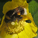 Bumblebee IMG_1442