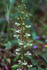 Ponthieva racemosa (Shadow-witch orchid)