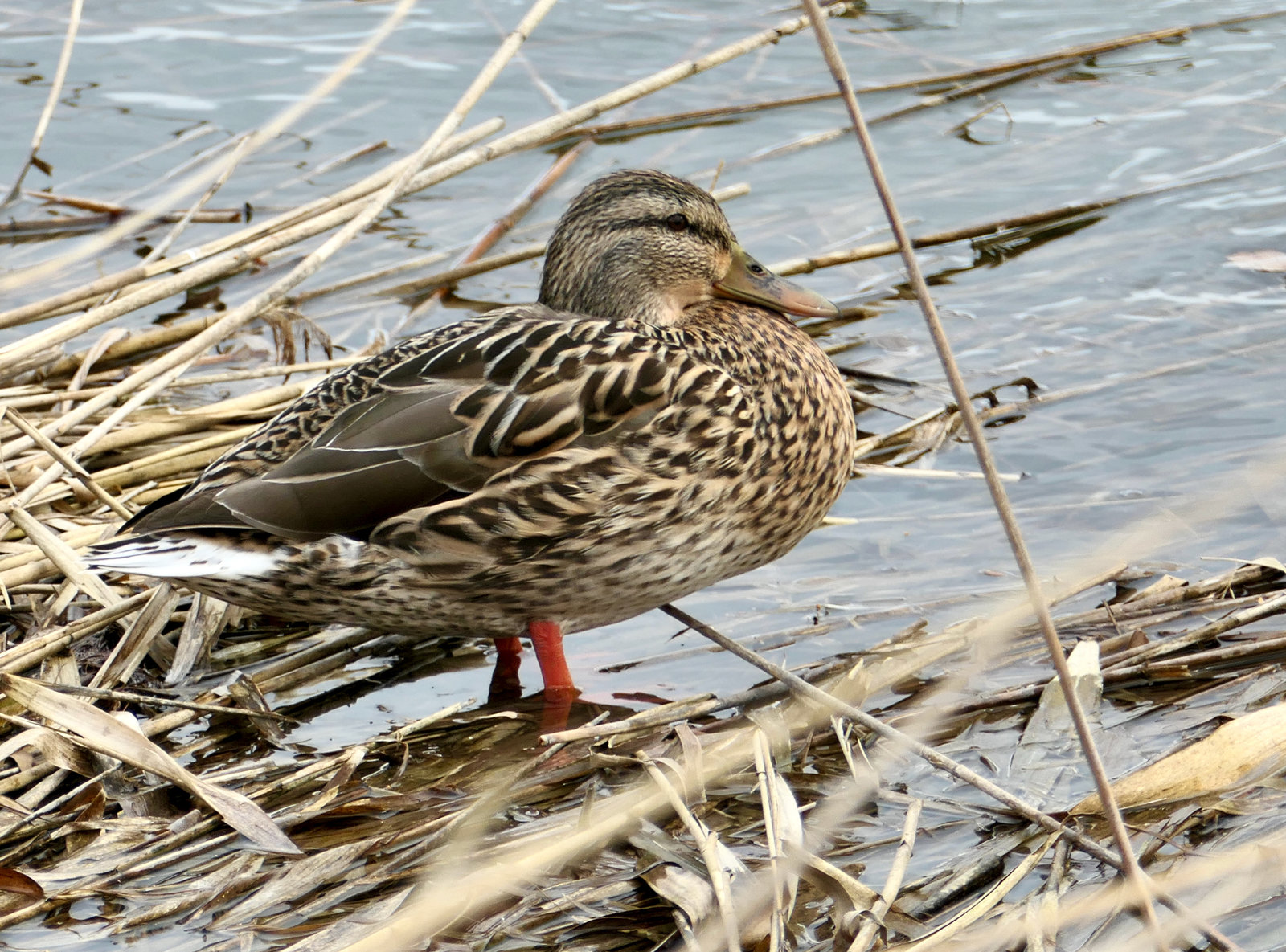 Stockente