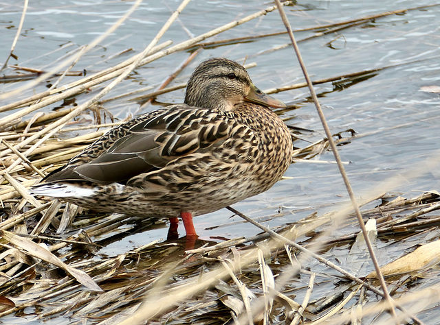Stockente Stockente