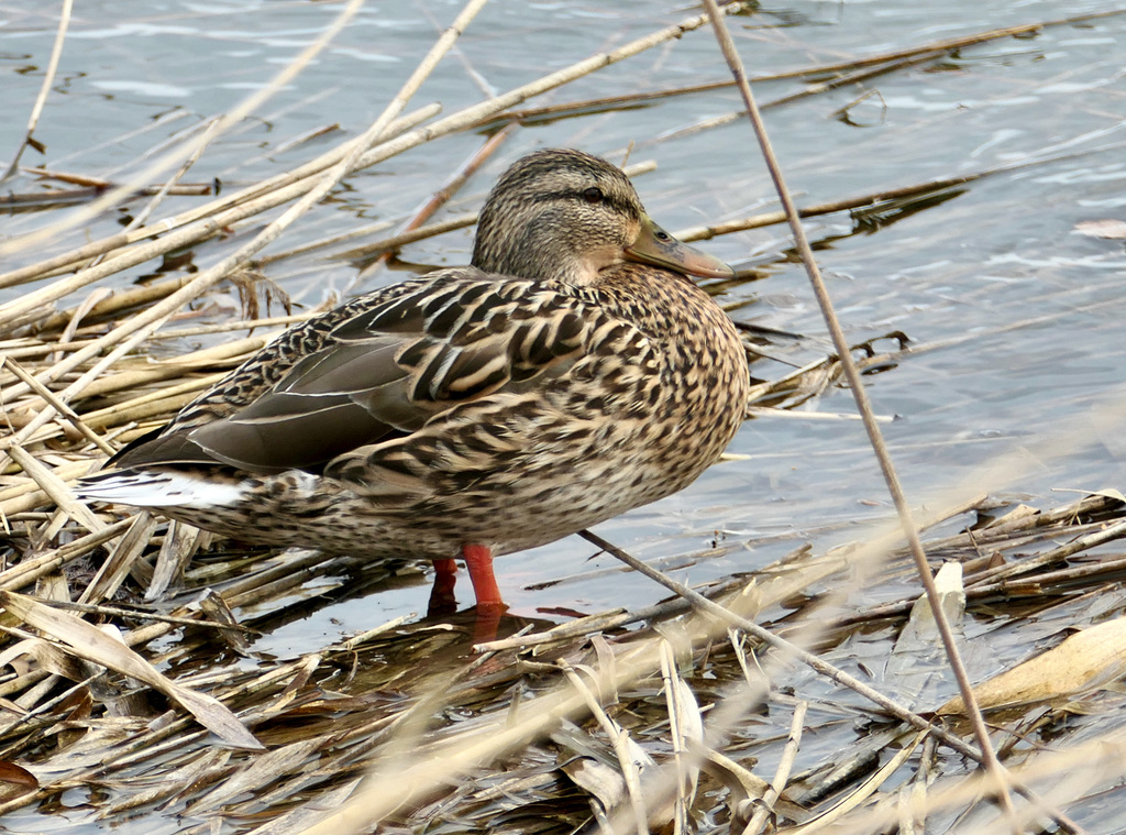 Stockente