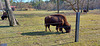 Karlstern animal park