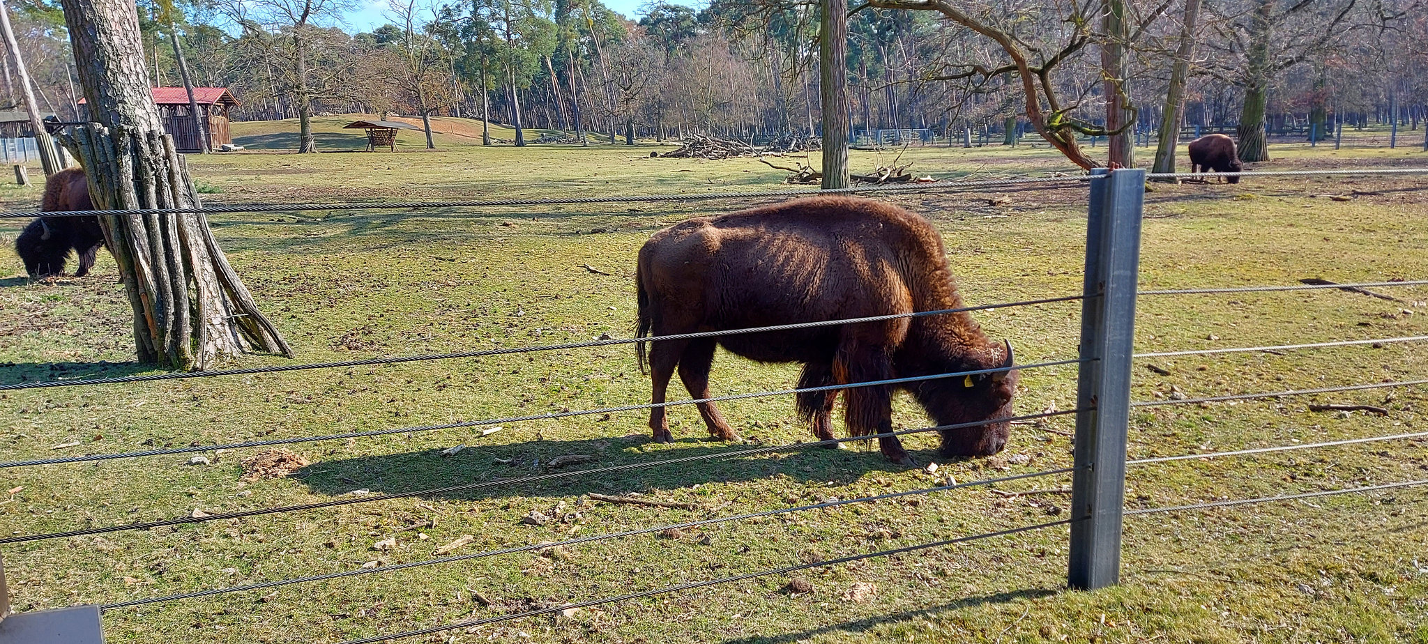 Karlstern animal park