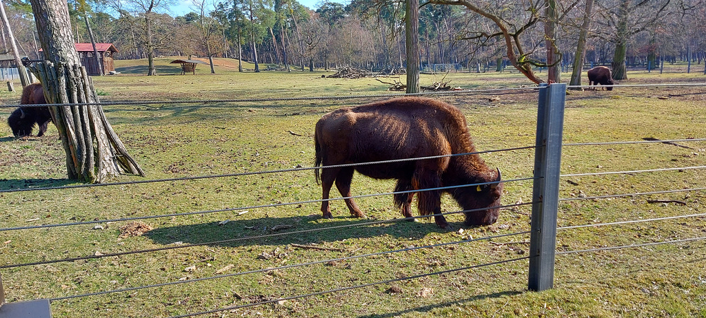 Karlstern animal park